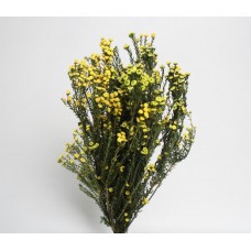 PHYLICA PRESERVED 12-22" Yellow- OUT OF STOCK